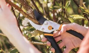 Plant Cutting Scissor